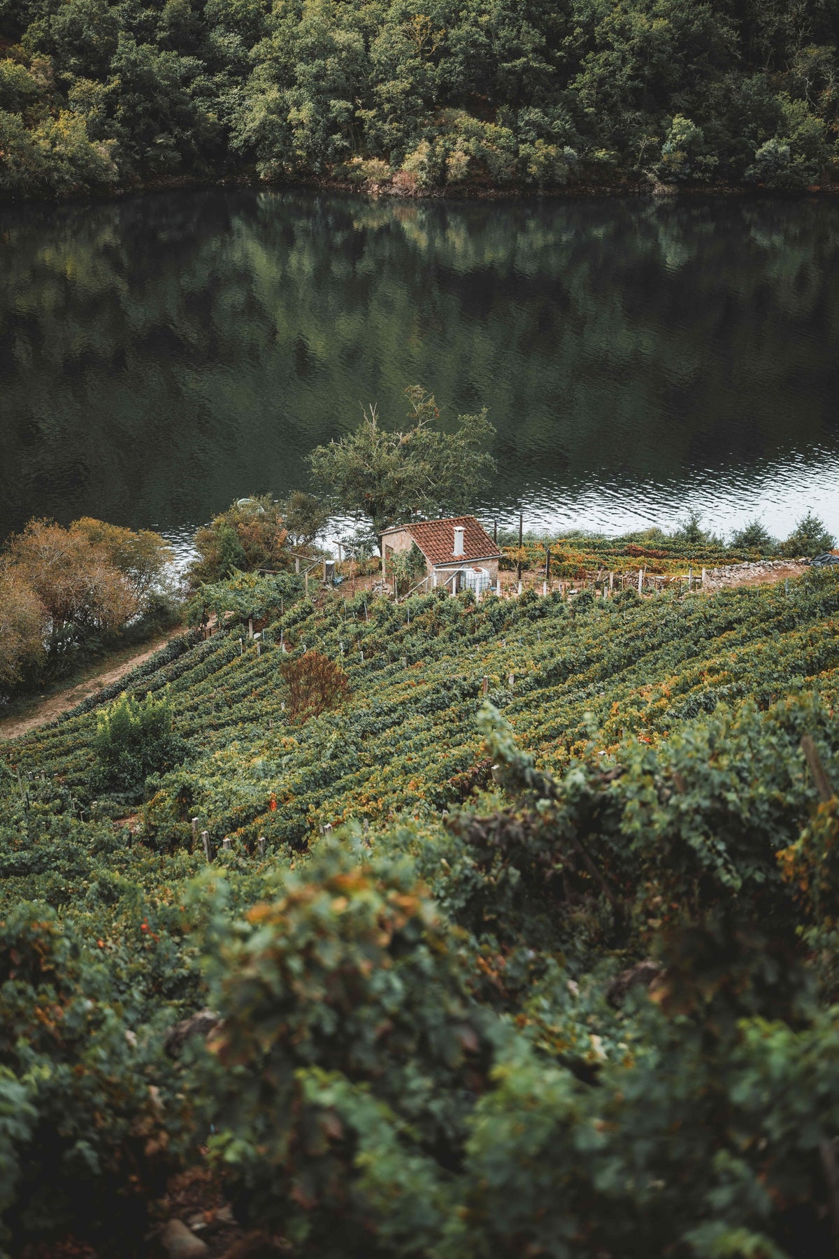 Terraced vineyards above the Sil river