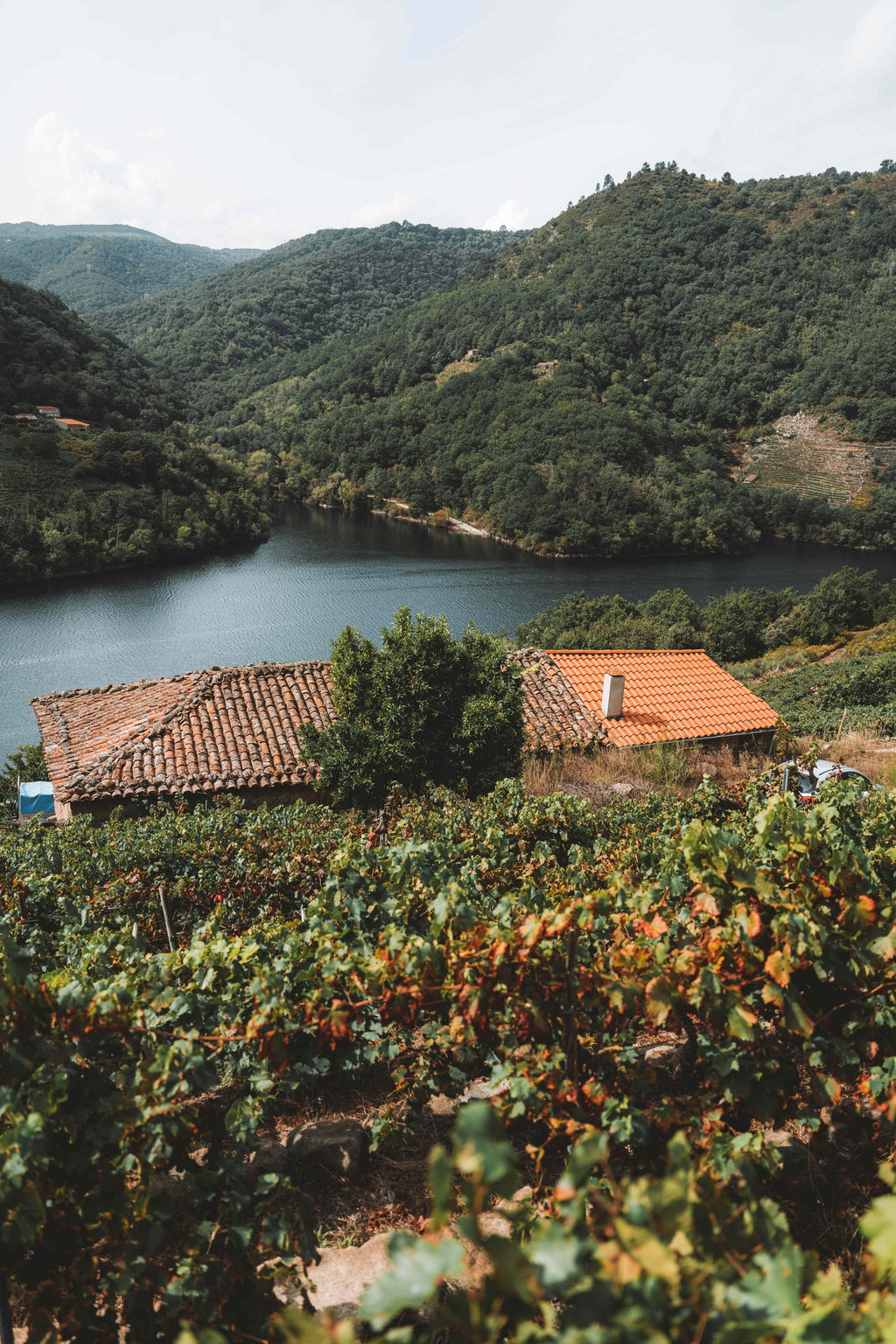 Vines above the Sil, with tiled roofs and the river behind