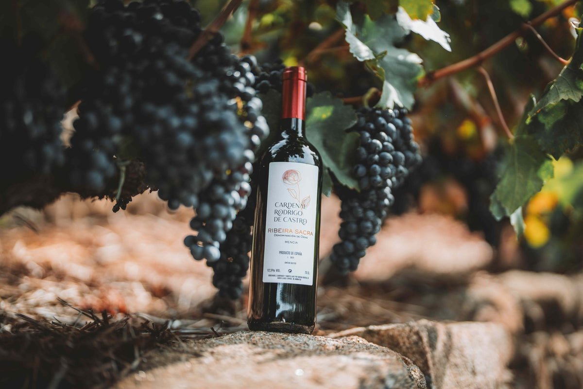A bottle of Cardenal Rodrigo de Castro red wine among ripe grape clusters