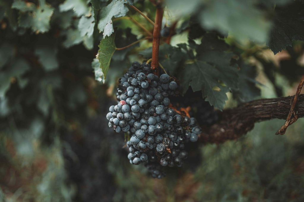 Ripe red grape clusters among the leaves