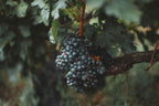 Ripe red grape clusters among the leaves