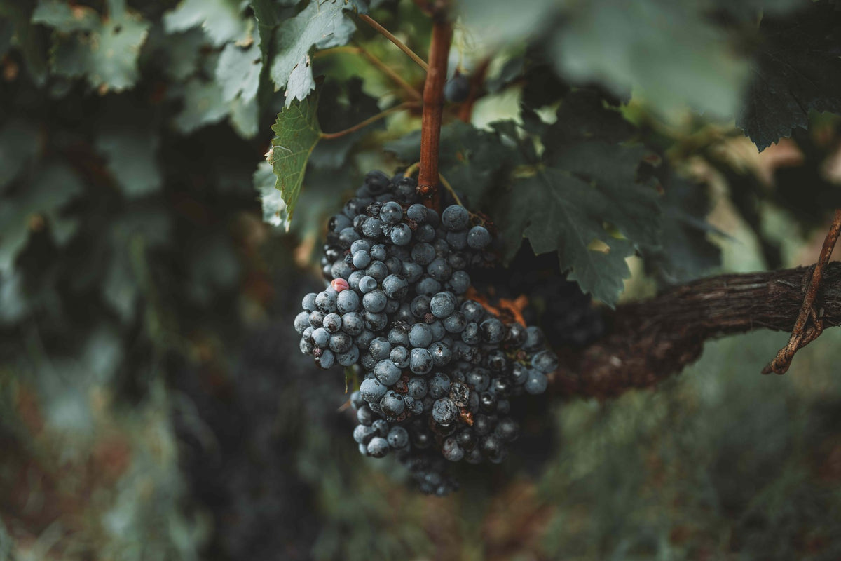 Ripe red grape clusters among the leaves