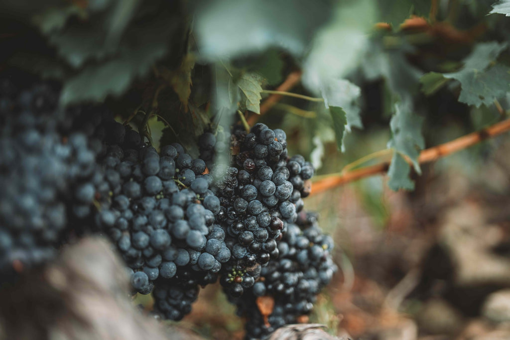 Ripe red grape clusters on the vine
