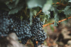 Ripe red grape clusters on the vine