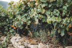 Vines growing over a dry-stone wall on a terrace