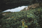 Vines on a terrace above the Sil
