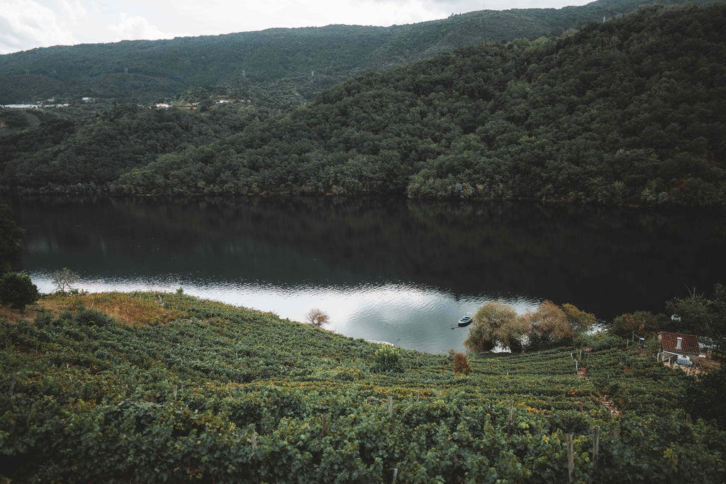 Terraced vineyard above a bend in the Sil river
