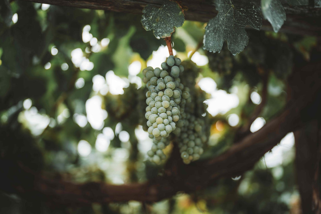 Ripe red grape clusters on the vine in soft light