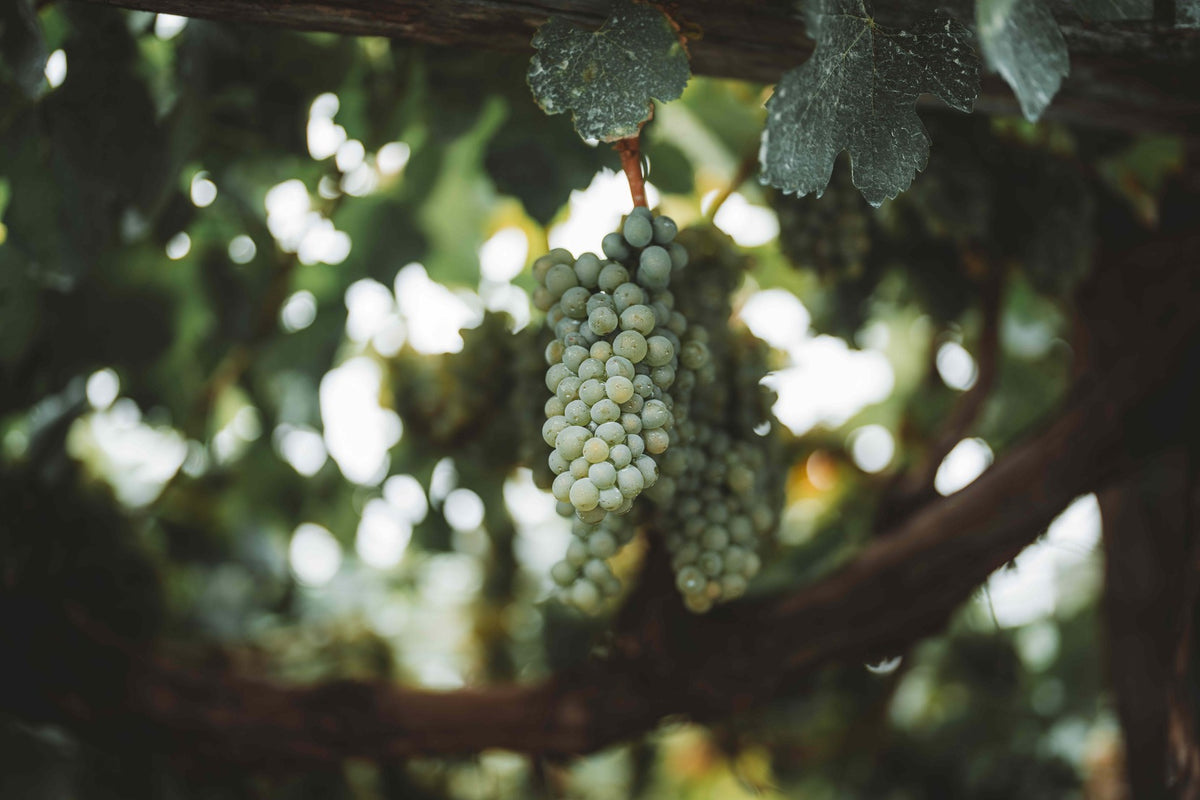 Ripe red grape clusters on the vine in soft light