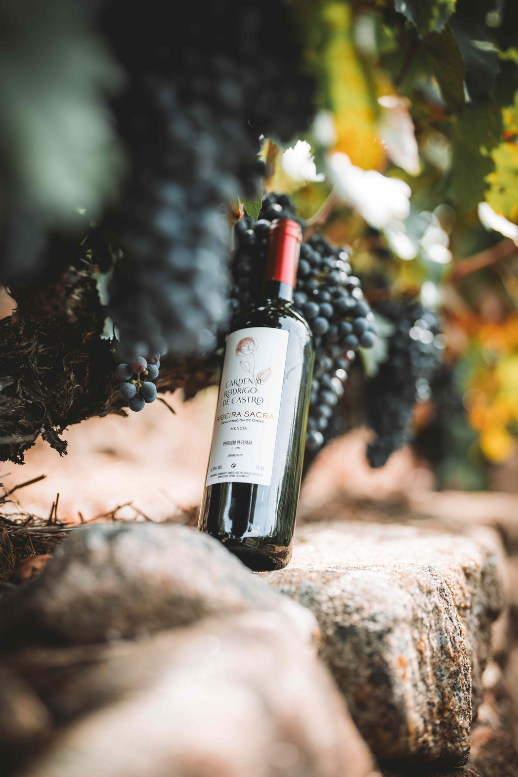 A bottle of Cardenal Rodrigo de Castro red wine among ripe grape clusters