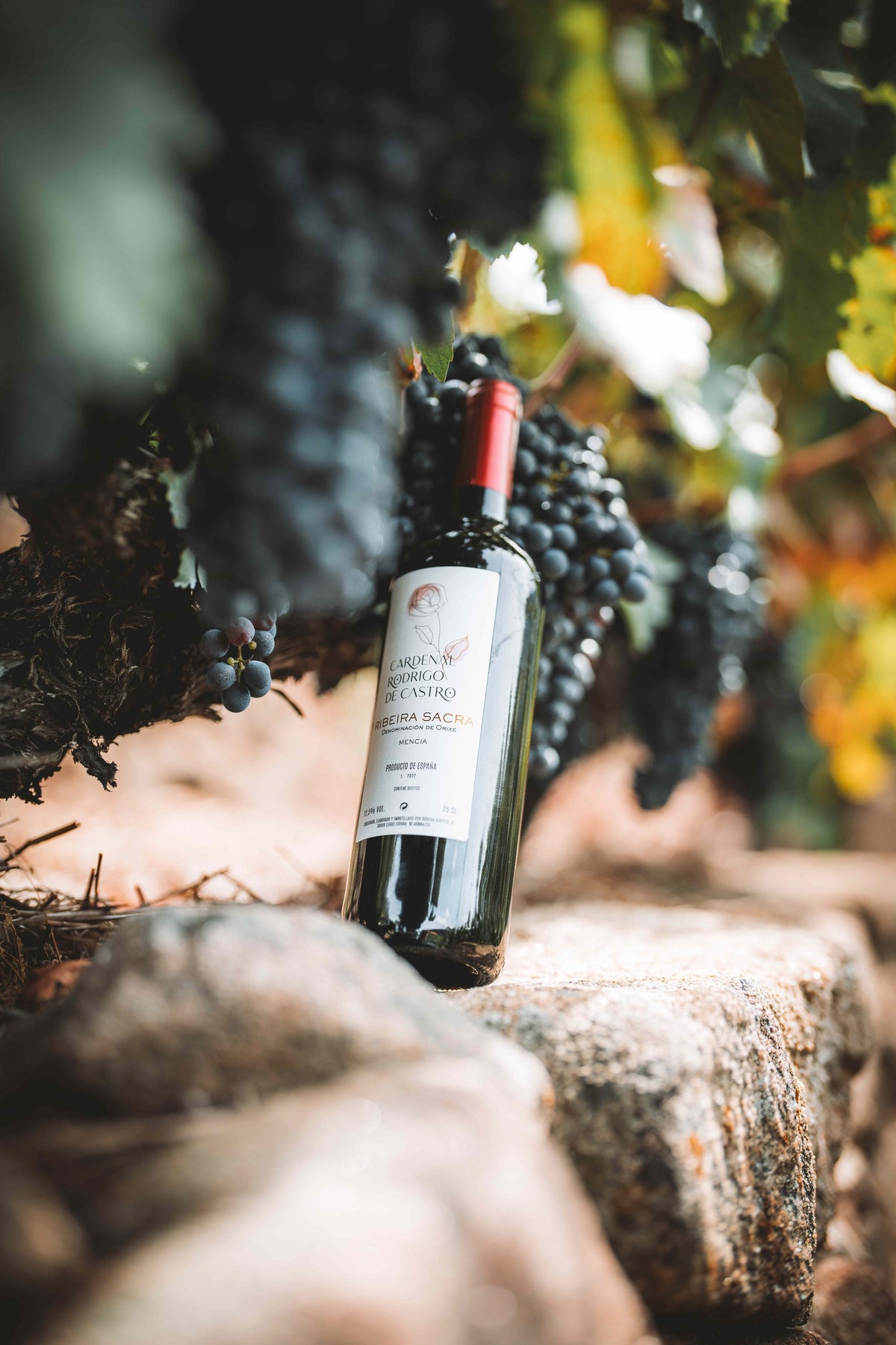 A bottle of Cardenal Rodrigo de Castro red wine among ripe grape clusters