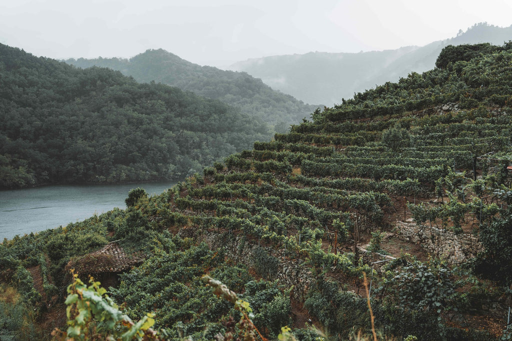 Vineyard terraces above the Sil river, with mountains behind