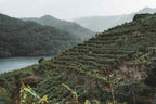 Vineyard terraces above the Sil river, with mountains behind
