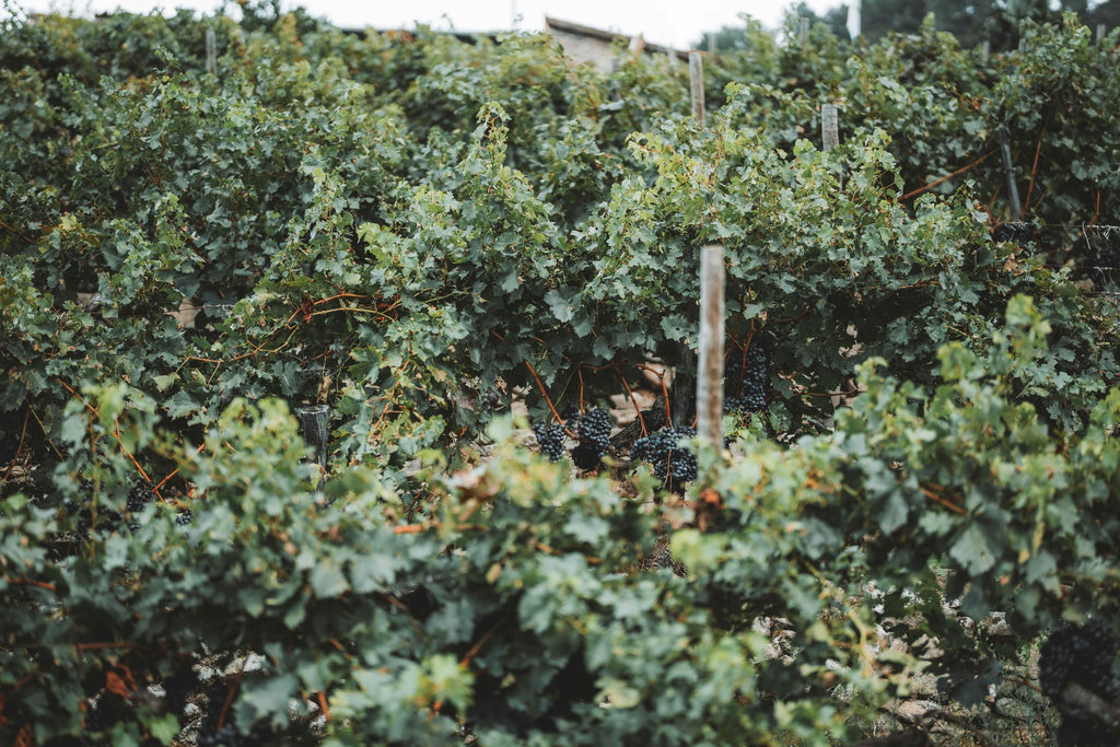 Rows of vines on a terraced slope