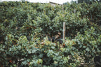 Rows of vines on a terraced slope