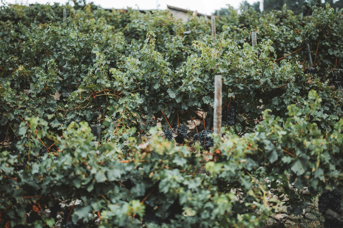 Rows of vines on a terraced slope