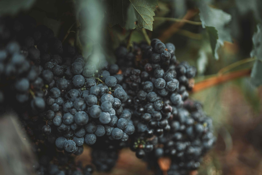 Ripe red grape clusters on the vine