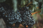 Ripe red grape clusters on the vine