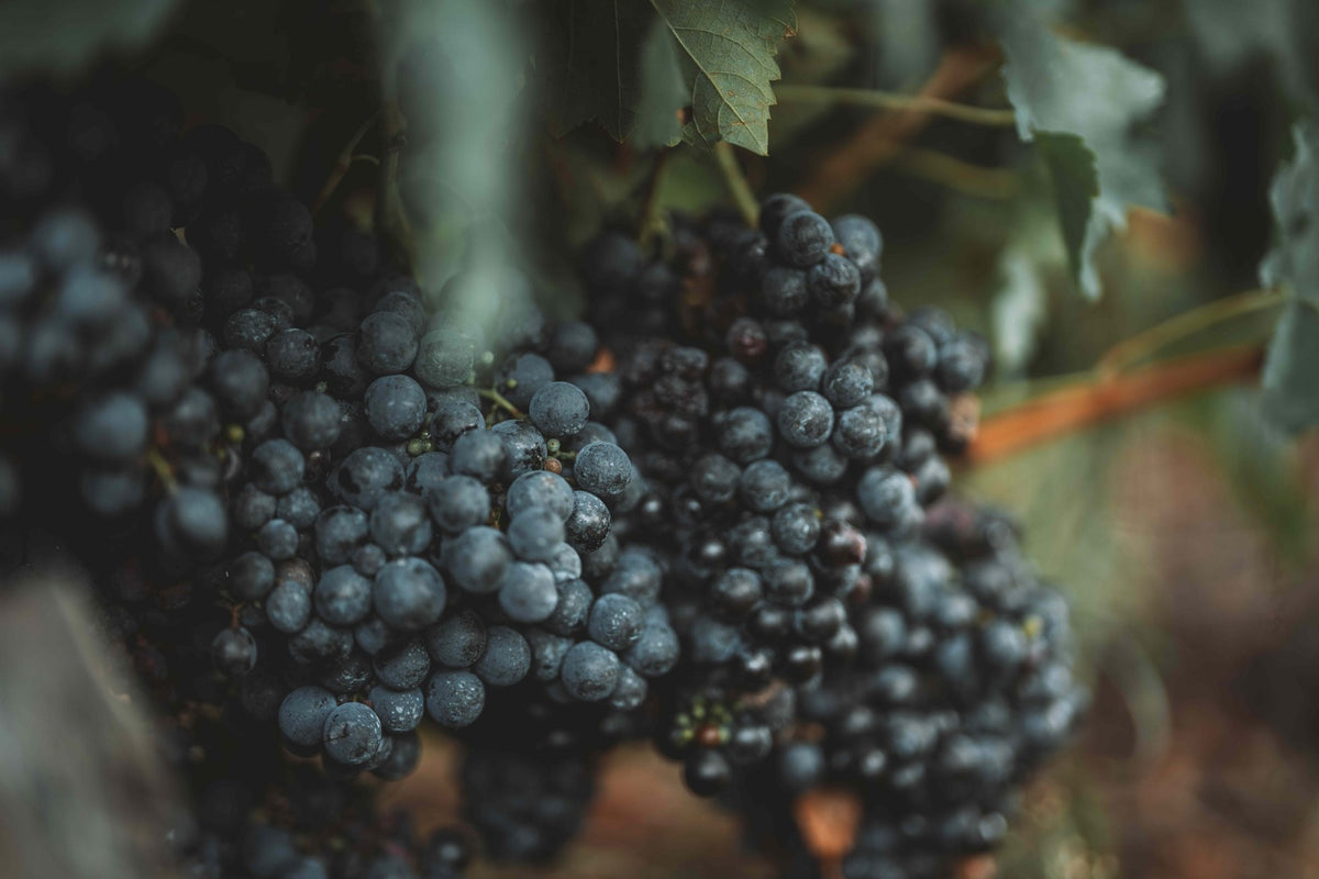 Ripe red grape clusters on the vine