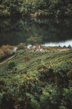 Terraced vineyards above the Sil river