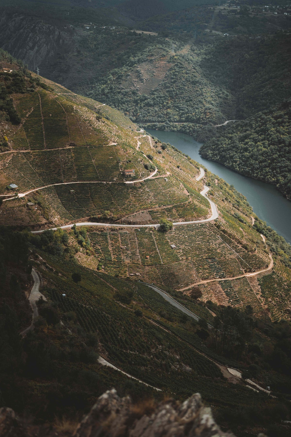 Terraced vineyards on the steep sides of the Sil canyon