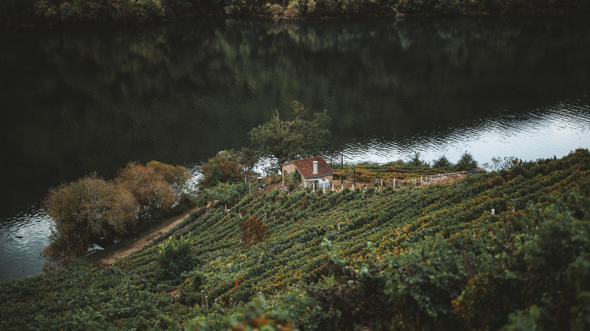 Vineyard terraces running down to the Sil, with a small stone house by the water